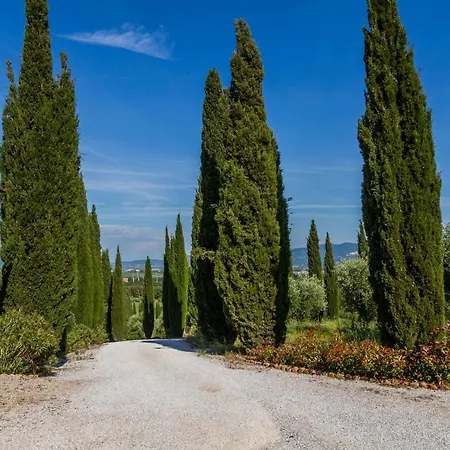 Glicine - Colleberto Follonica